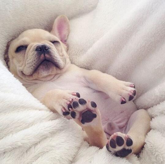 英国斗牛犬太臭了怎么办,法国斗牛犬怎么养才不臭