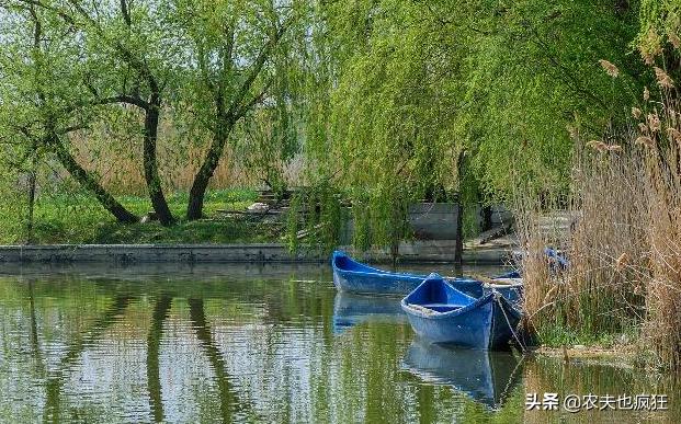 门前栽柳树好不好,房前栽槐树好吗
