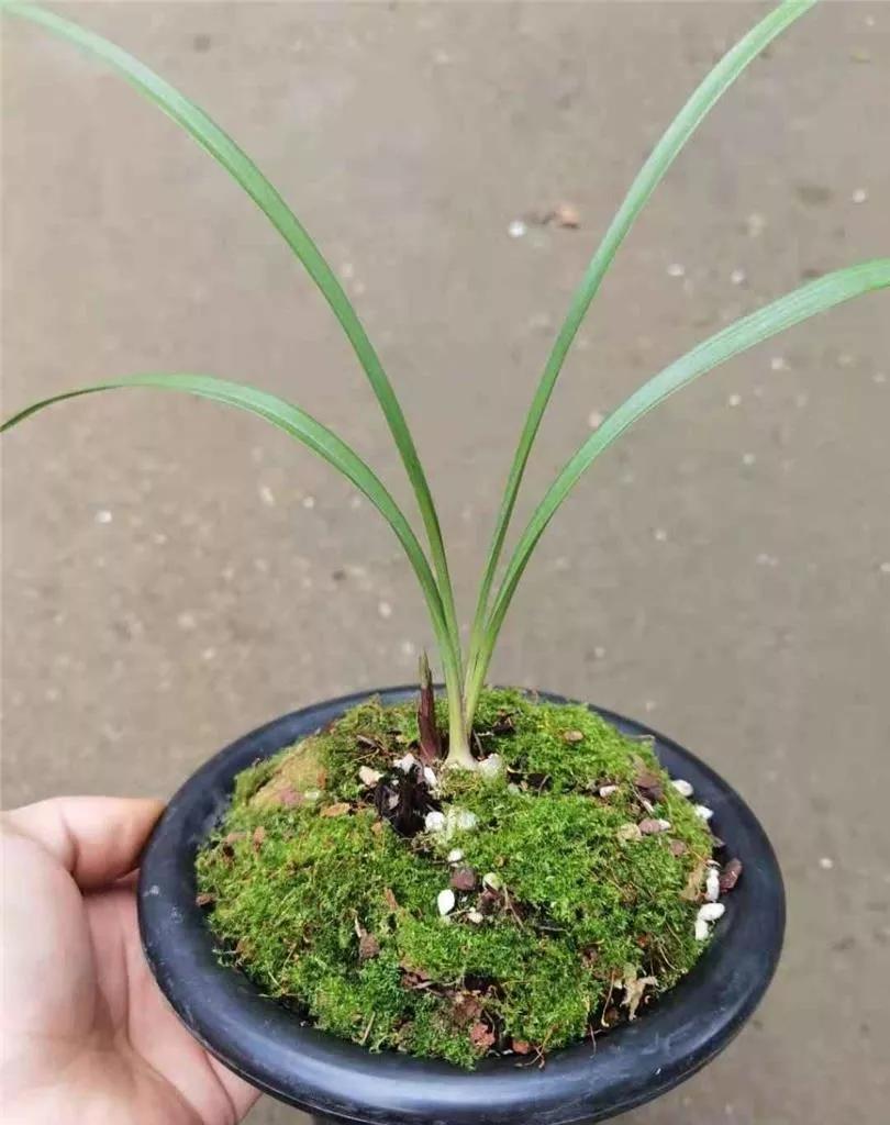 贵州早年下山的一颗血红花春兰,曾千金难买一苗