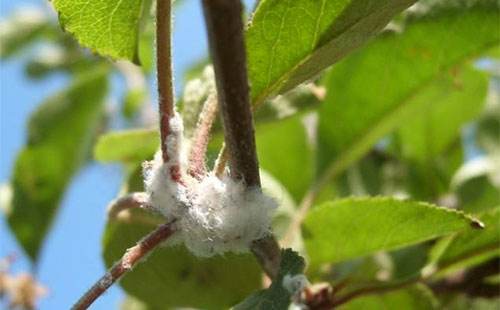 苹果棉蚜,苹果棉蚜怎么治疗最好