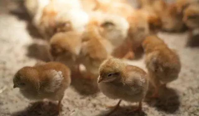 什么时间喂鱼肝油合适,鱼肝油什么时候喂鸡好