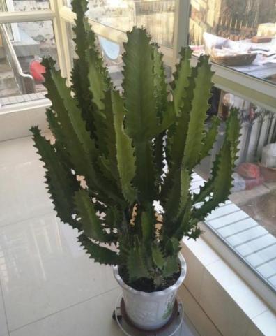 室内养花除甲醛最好最快的方法,客厅绿植大盆栽皮实好养活去甲醛