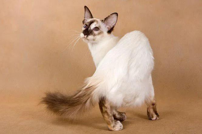 巴厘猫为什么叫长毛暹罗猫,暹罗猫是泰国著名的短毛猫