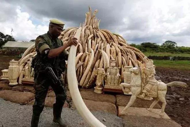 象牙女王事件,象牙女王被捕