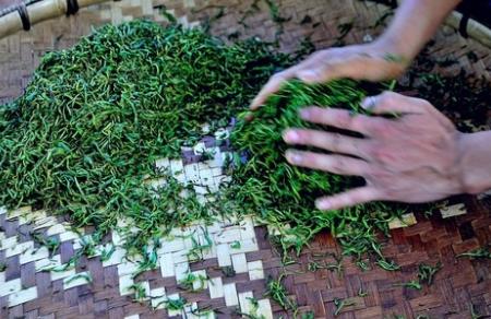 普洱茶怎么杀青,普洱茶杀青工艺的作用是什么