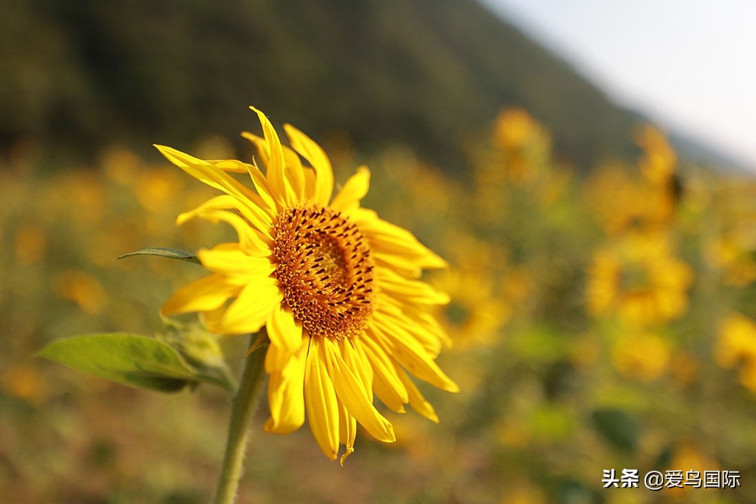 佳能eosr6详细参数曝光诚意满满,佳能发布新eosr6全画幅相机