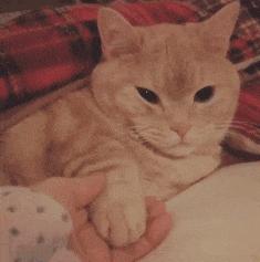 在野外发现甘蔗,在山里发现甘蔗