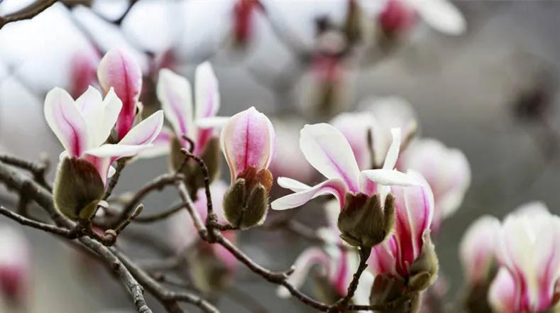 成语词典怎么查成语,最好的成语词典是什么