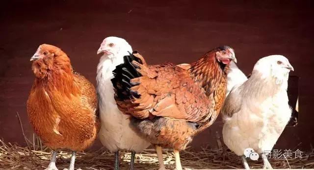 全世界的鸡都在这了，有你认识的吗？