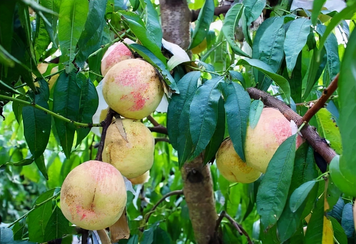 俗称“丑桃”，熟后自然裂开，30年前被淘汰，如今改名爆炸桃走红