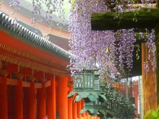 樱花散去!最美紫藤视觉盛宴来袭~