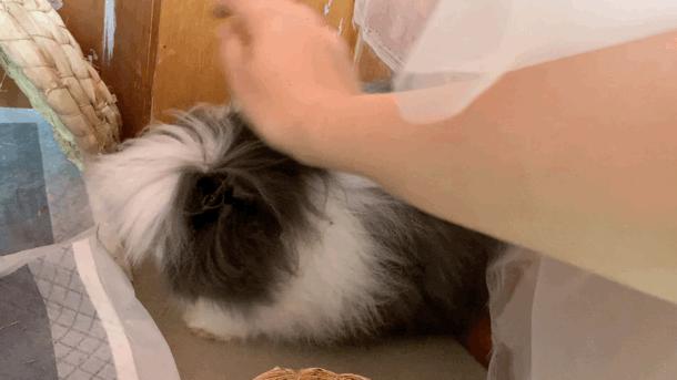 西安有哪些可以撸兔子的店,西安撸兔子的店