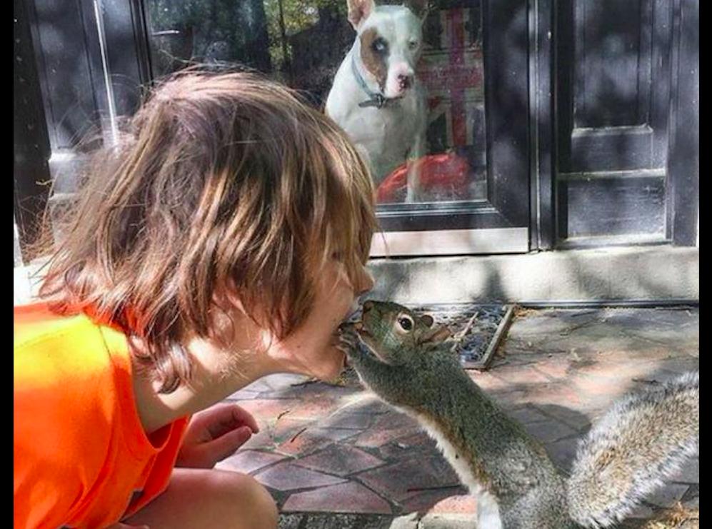 小松鼠回到家,松鼠放生后又回来了