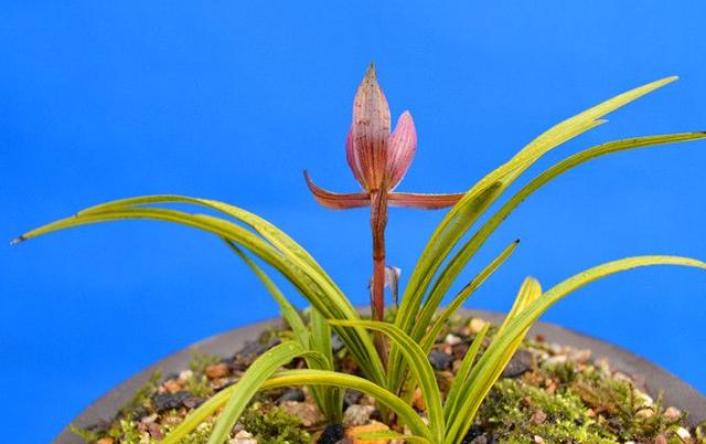 名贵兰花与普通兰花的区别是什么,最名贵的10种兰花图片欣赏及价格