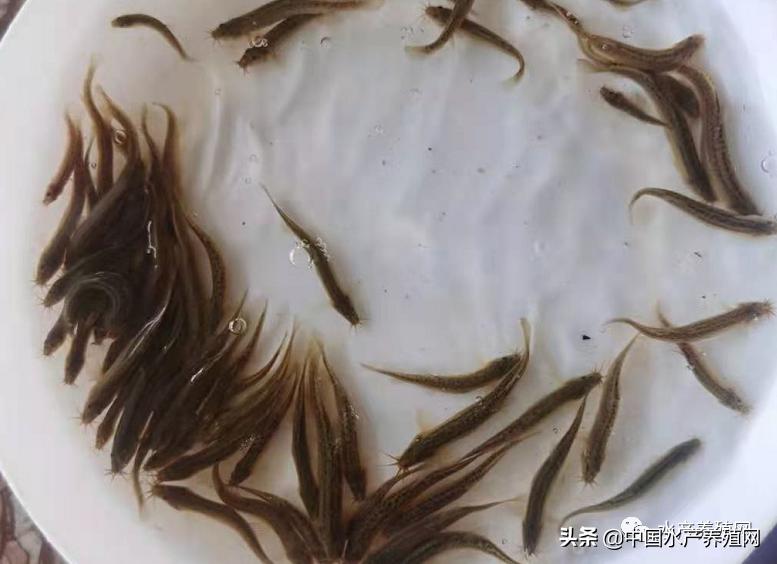 一天1元连续翻倍30天是多少钱,特价泥鳅苗价格