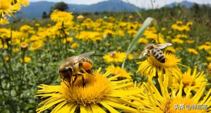 涔℃潙鎸叴铚滆渹鍙戝睍,铚滆渹鍔╁姏涔℃潙鎸叴