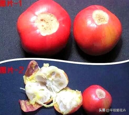 君子兰的种子培育方法和注意事项,君子兰水培和土培哪种成活率高