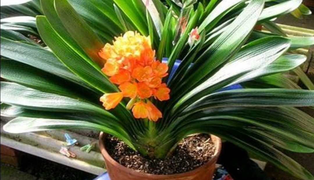 君子兰适合的光照,君子兰喜光照吗