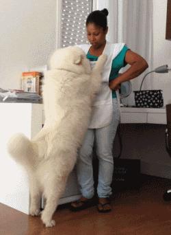 狗狗有这种行为证明你养对狗了,这八种狗狗都是粘人精谁养谁知道