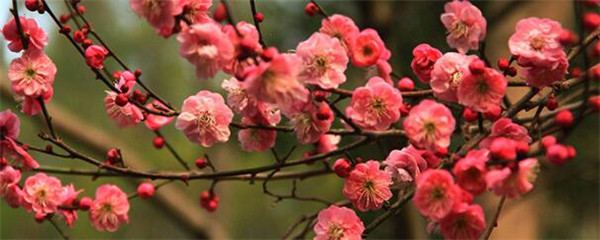 红梅扦插繁殖方法价格,红梅扦插视频教程