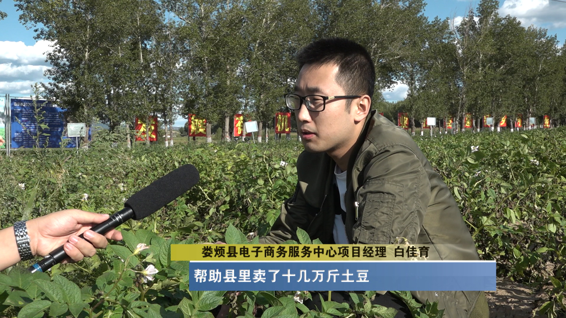 娄烦特产山药疙瘩,太原娄烦种植