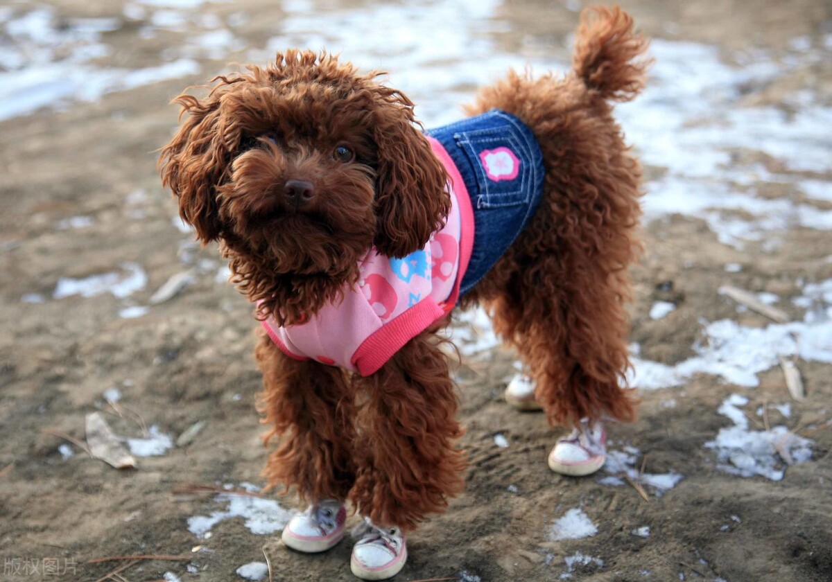 推荐十种价钱既便宜又好养活的狗,买什么狗最好而且是最便宜的狗