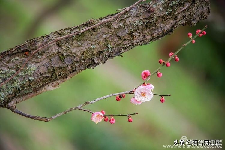 南京梅花山梅花开了吗,来南京梅花山赏梅花