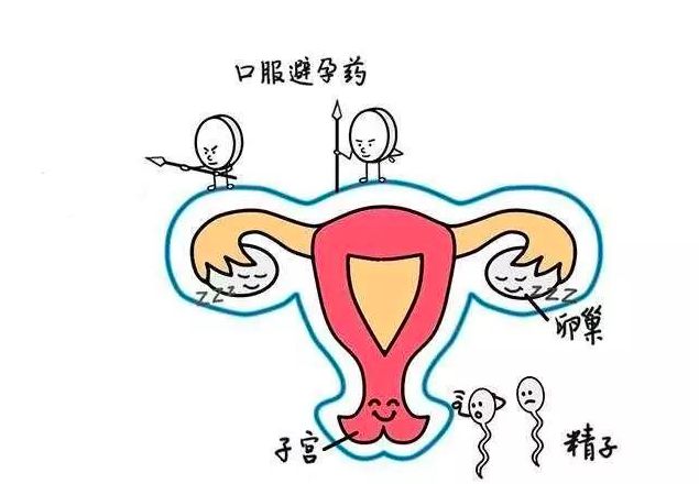 紧急避孕药其实没有那么可怕,紧急避孕药真的危害这么大吗