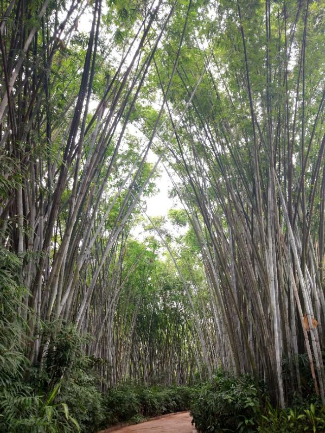 广州长隆野生动物世界二日游,广州长隆野生动物世界步行游览区