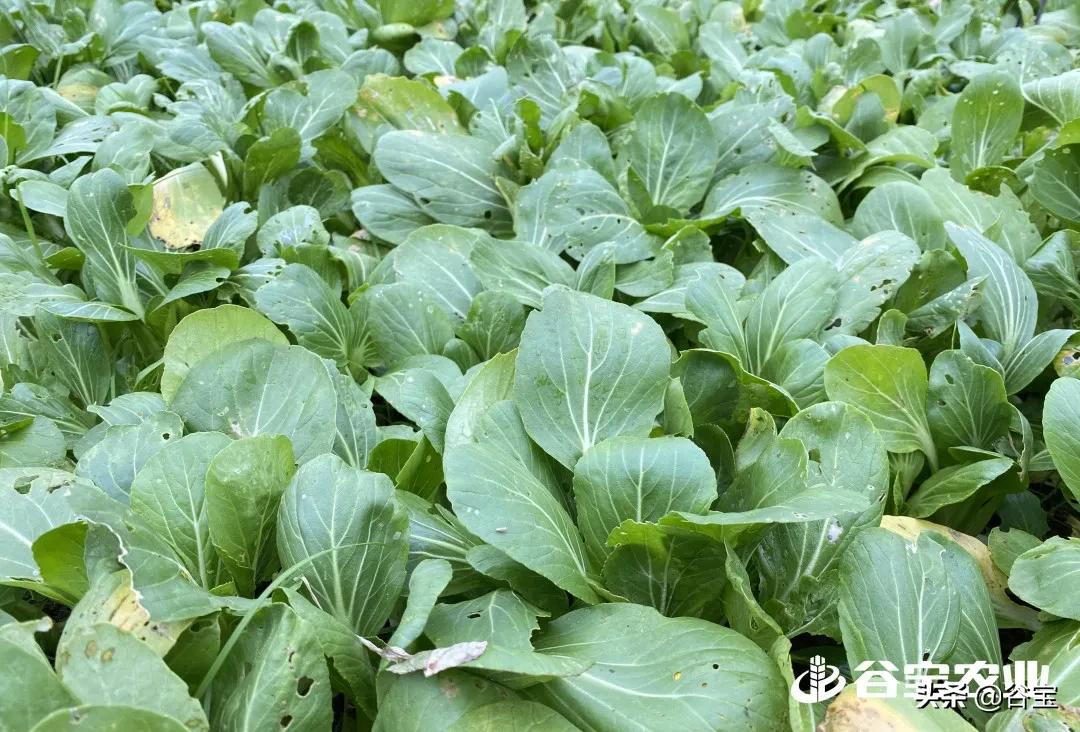 谷宝“六不用”——生态农业的初心与坚守