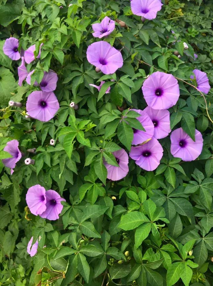 这10种花不怕晒,这3种花不能懒着养