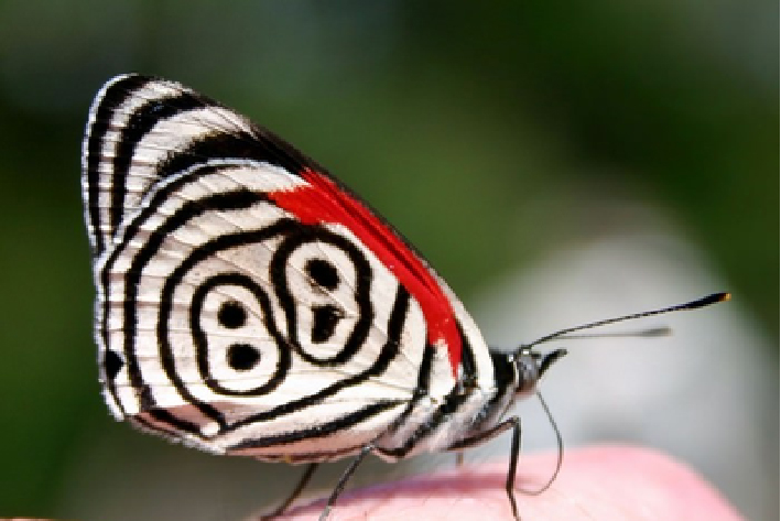十种最美蝴蝶,自然界蝴蝶大全