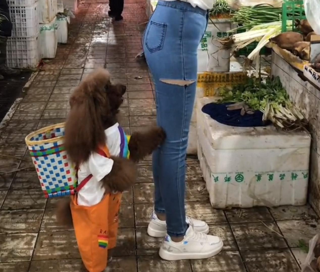 泰迪豆豆生活记录,泰迪狗狗豆豆爱旅行