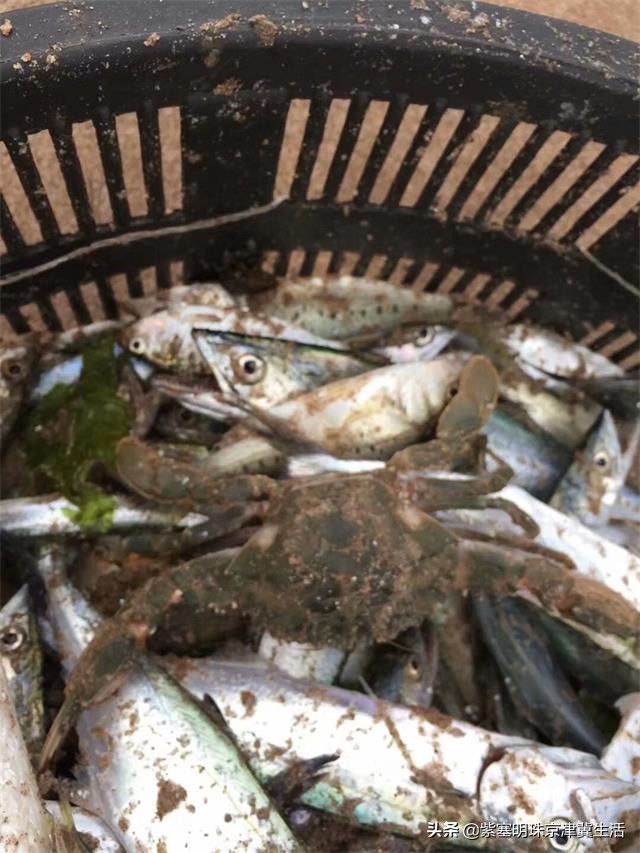 东戴河最美的度假村,东戴河可以开门看海的度假村