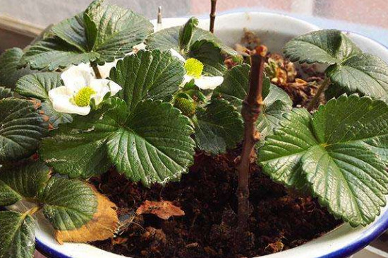 如何灭土里的金龟子幼虫,如何灭土壤里的草籽