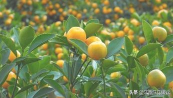 金桔树盆栽果子怎么处理,金桔树盆栽叶子变黄还能变绿吗