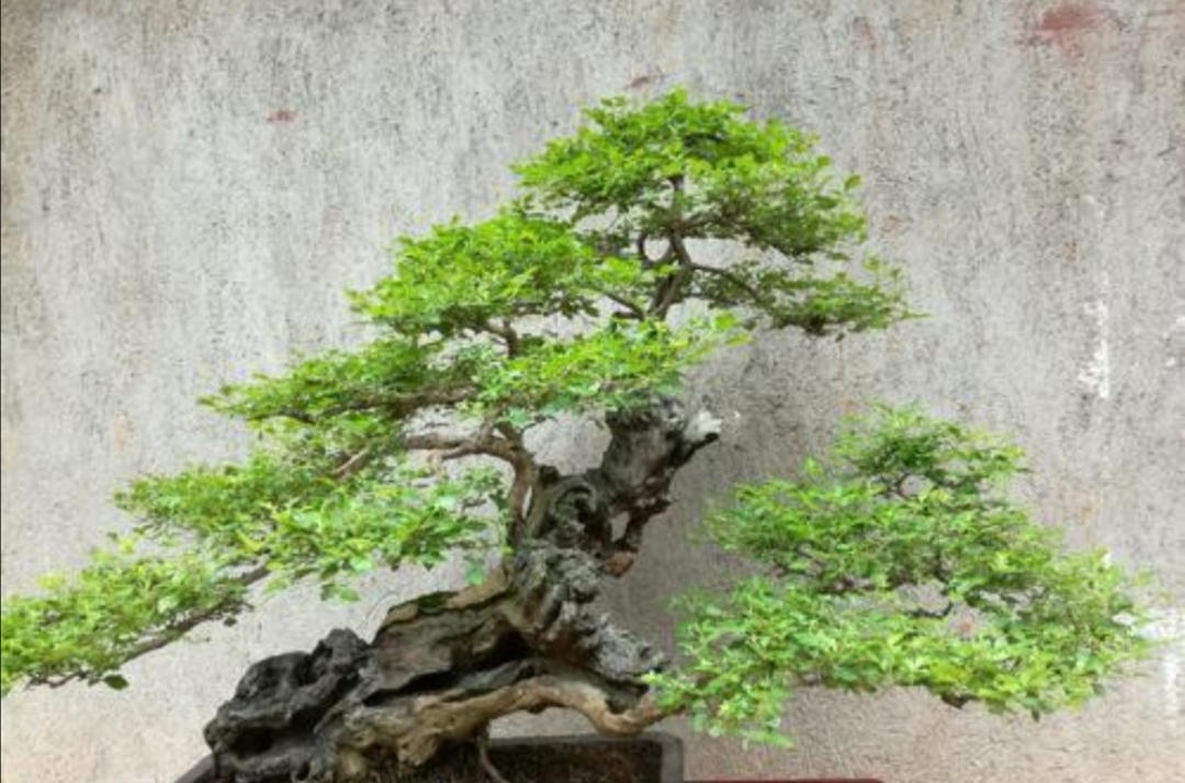 十种不适合做盆景的植物,盆景不用浇水品种