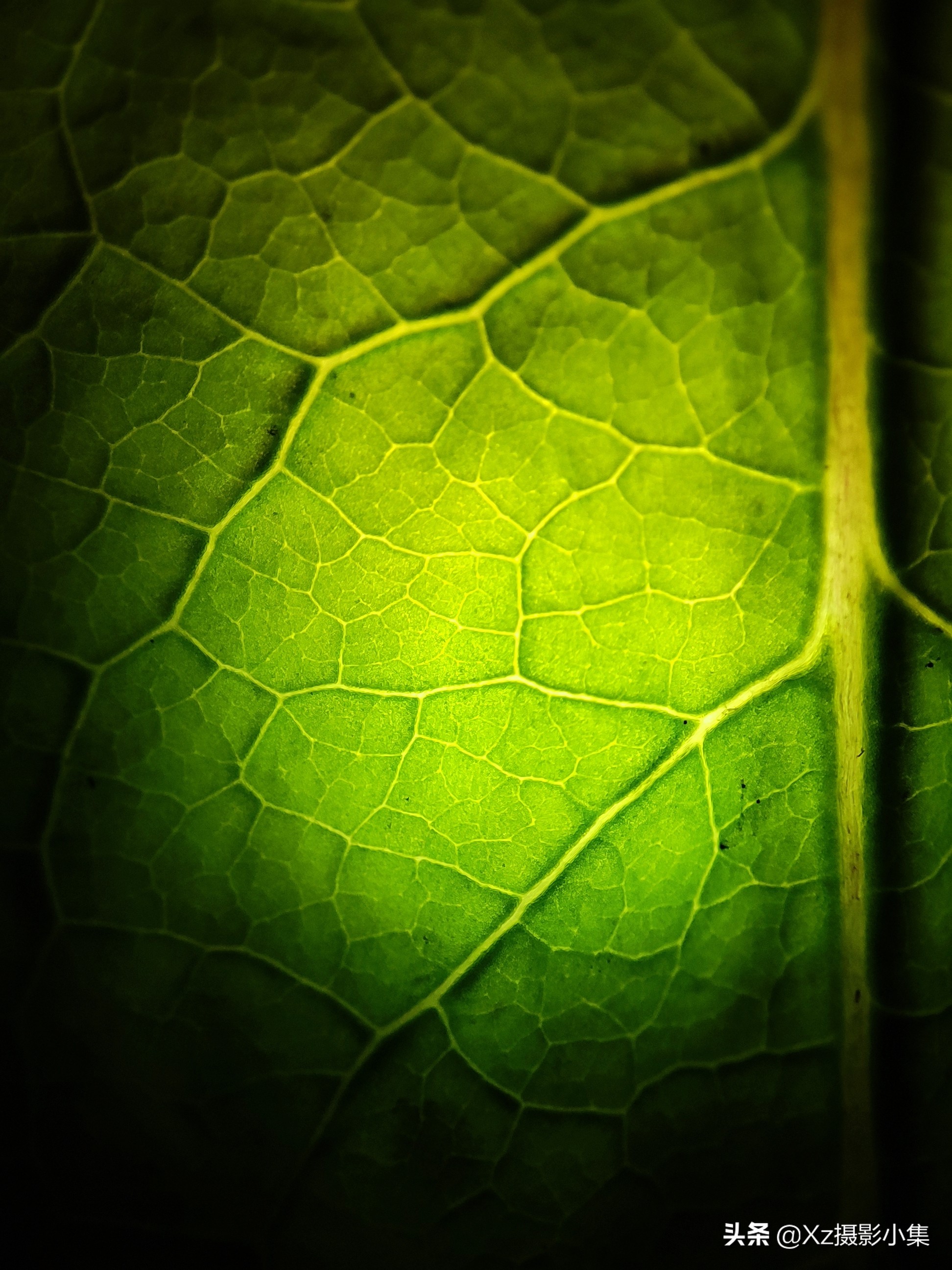 如何拍摄微距镜头照片好看,如何拍摄出景深较宽的微距照片