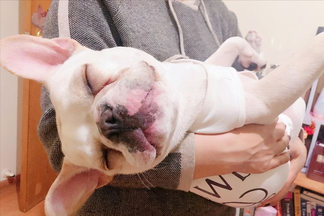 法国斗牛犬怎么养视频,英国斗牛犬和法国斗牛犬哪个好养