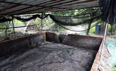 猪舍猪臭味怎么去除,猪舍臭味是什么