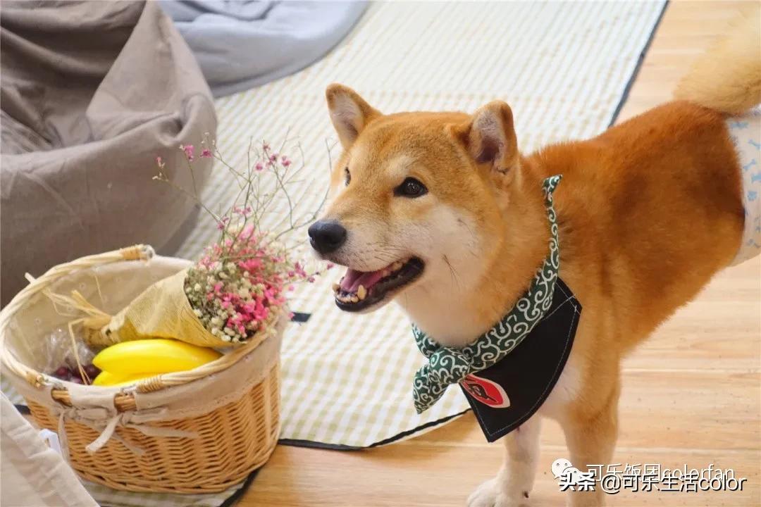 撸柴犬店广州,撸柴宠物乐园
