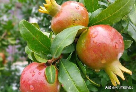 盆栽石榴怎么养视频,石榴盆栽的6个技巧