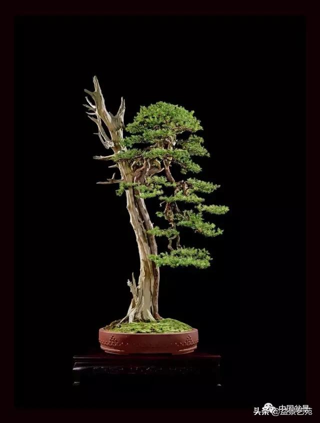 玩盆景必备栽种知识,观赏盆景的意境