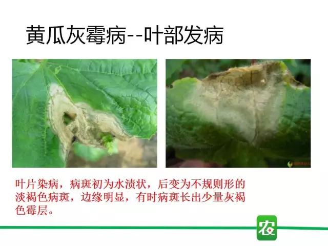 灰霉病视频图片,葡萄灰霉病和草莓灰霉病