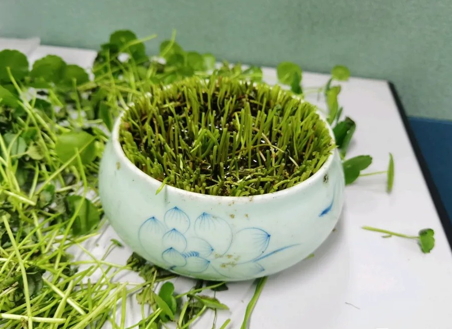 铜钱草叶片上有虫子怎么办,铜钱草有虫子怎么办