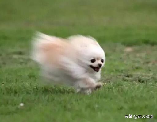 遛完狗狗不回家,狗狗遛完不肯回家怎么办