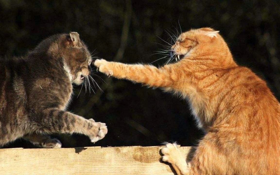 家猫攻击外人是什么原因,家猫攻击主人