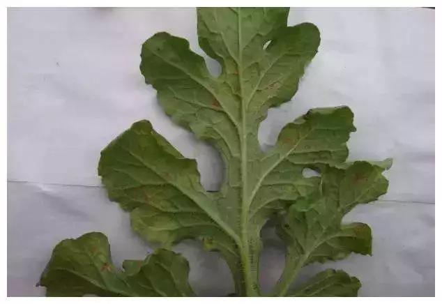 六成磷酸二氢钾是假货!造假门槛低,利润空间大!