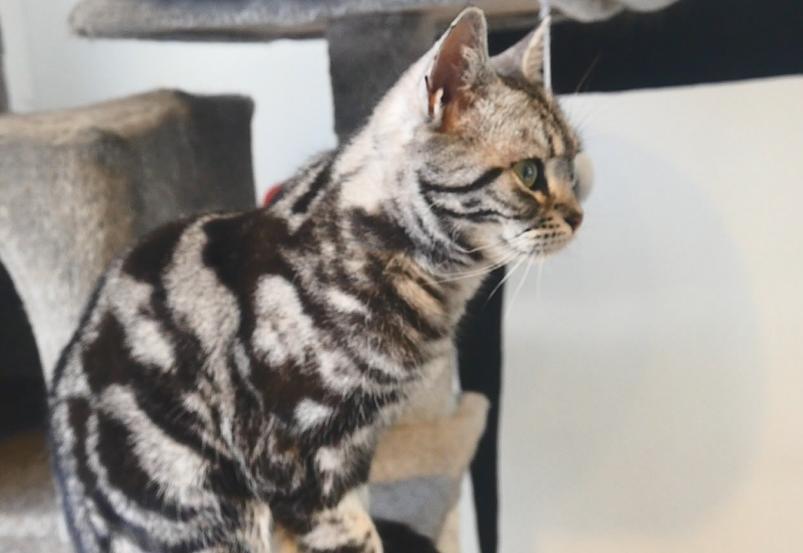 英短猫怕人怎么办,短毛猫刚到新家应该怎么办