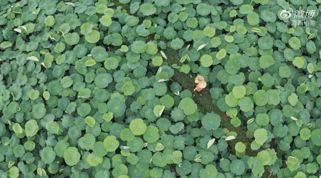 荷花的10种做法,荷花的吃法视频